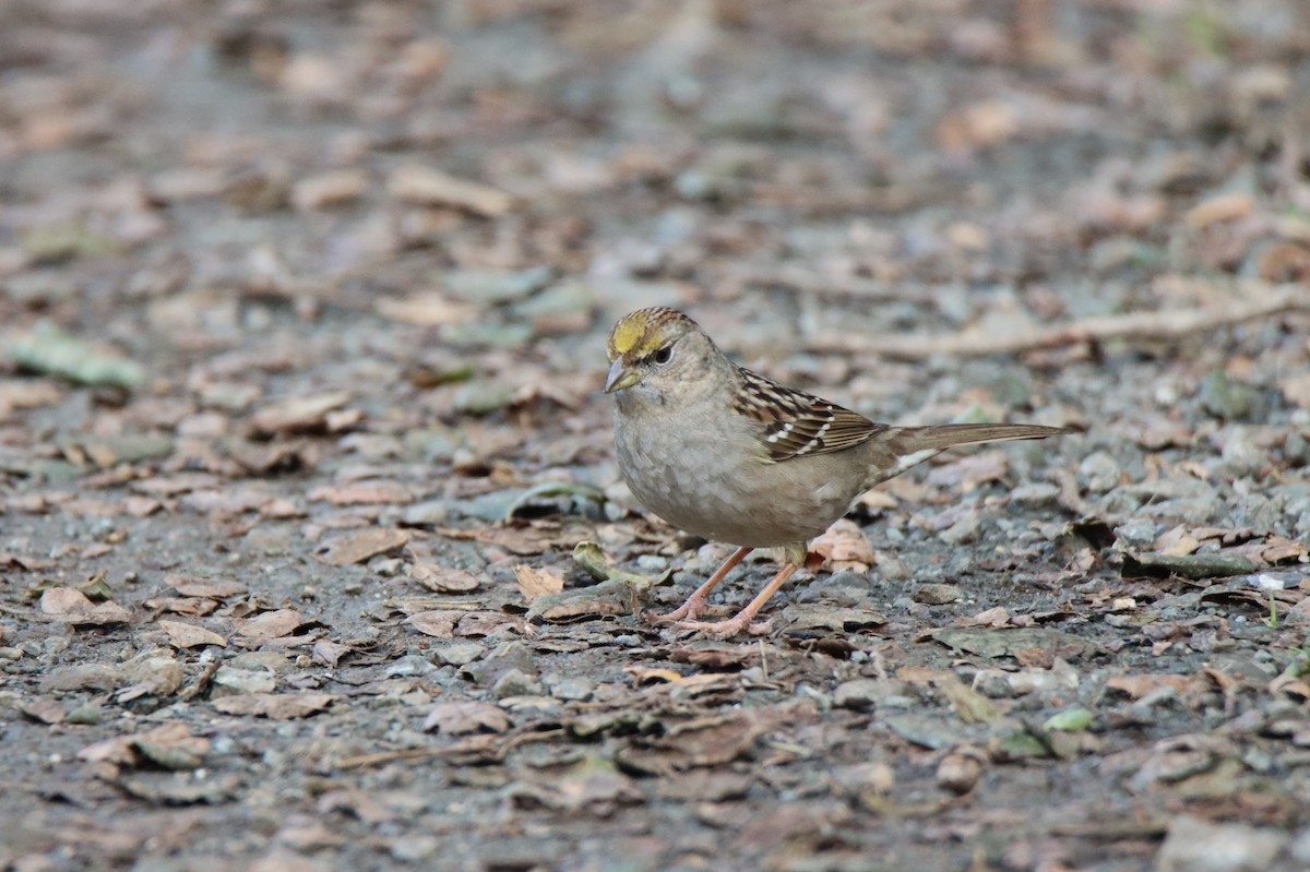 Golden-crowned Sparrow - ML614764880