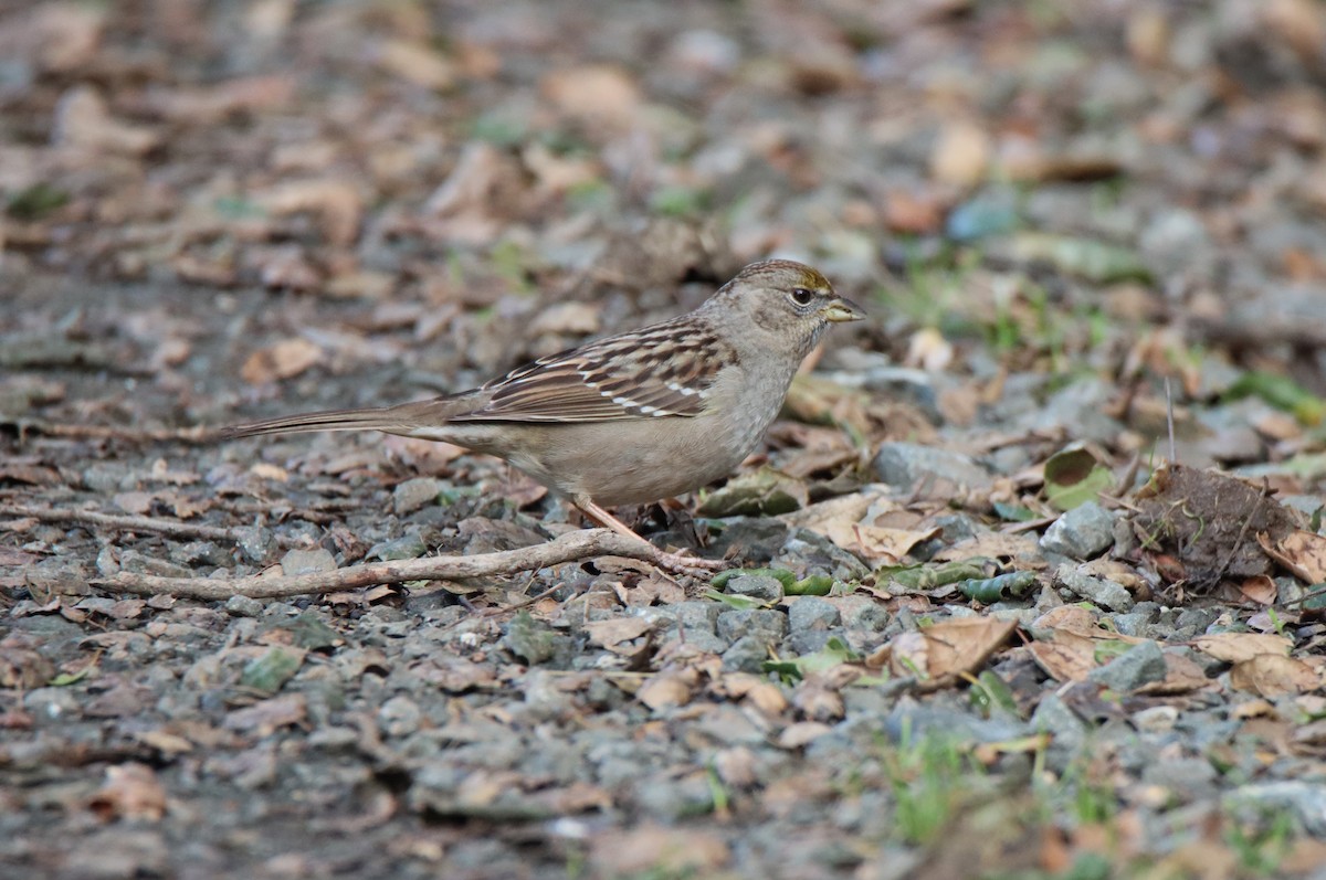 Golden-crowned Sparrow - ML614764881