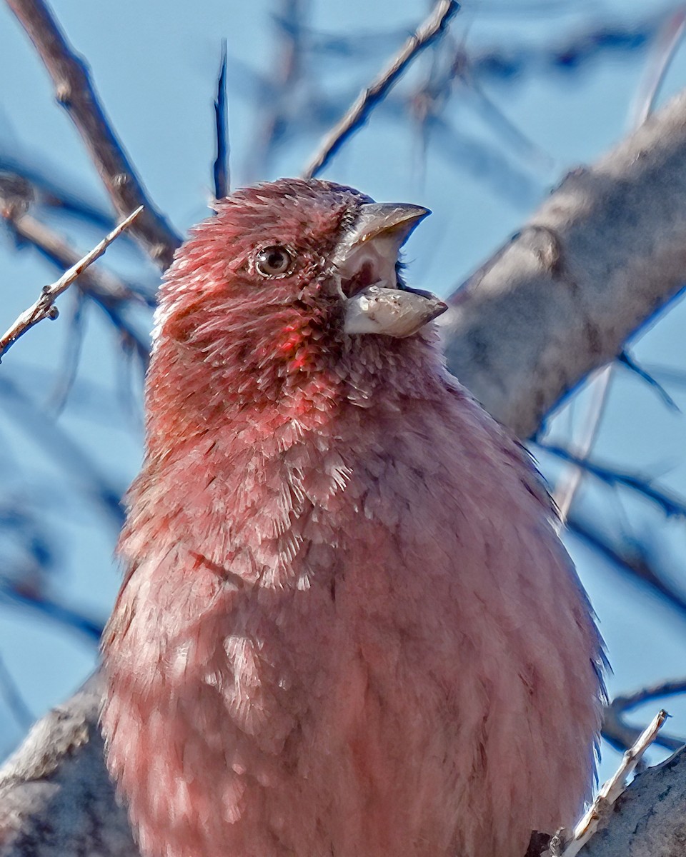 Red-mantled Rosefinch - ML614765009