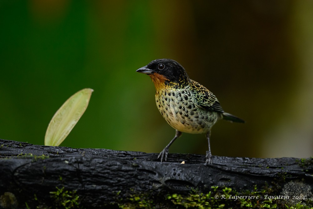Rufous-throated Tanager - ML614765205