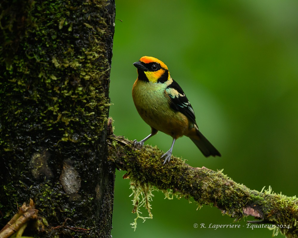 Flame-faced Tanager - ML614765355