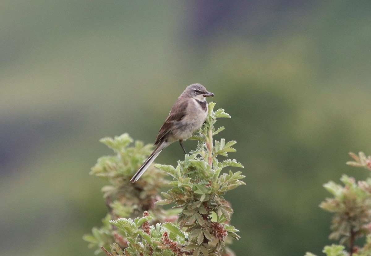 Cape Wagtail - ML614765412