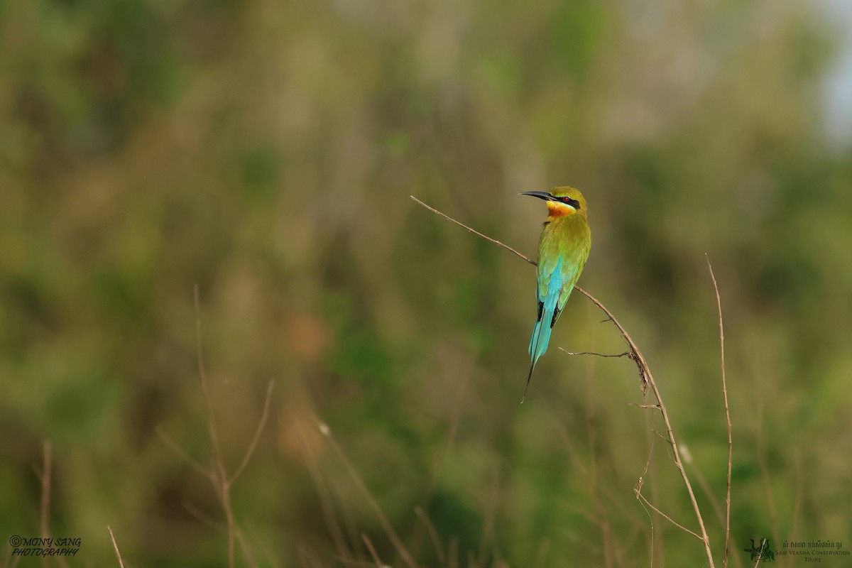 Blue-tailed Bee-eater - ML614765552