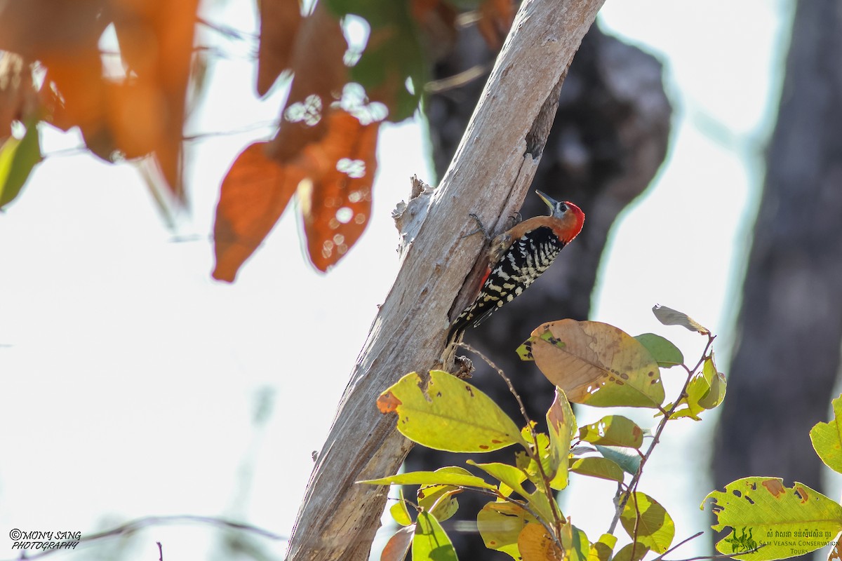 Rufous-bellied Woodpecker - ML614765744