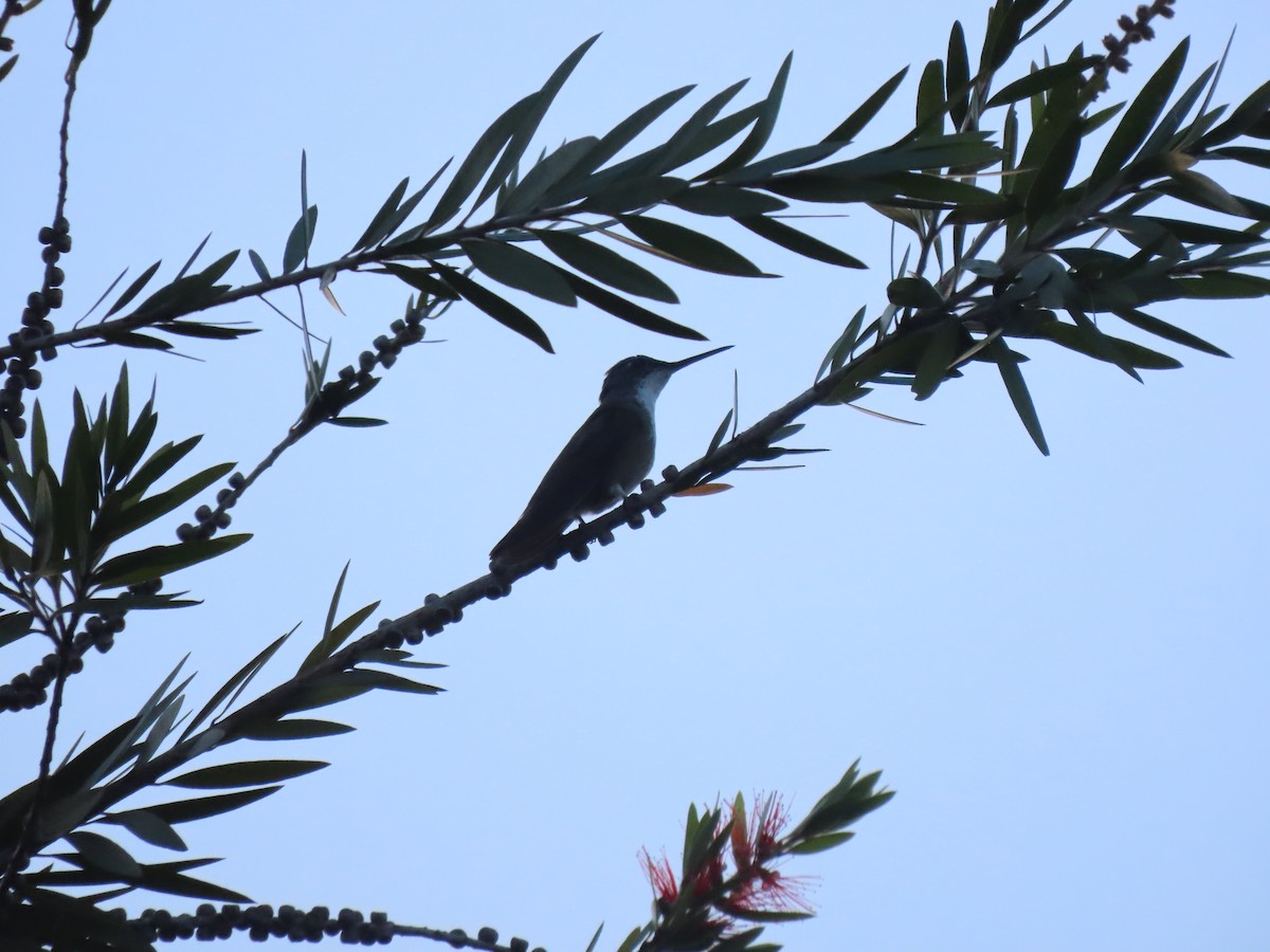 Azure-crowned Hummingbird - ML614765788