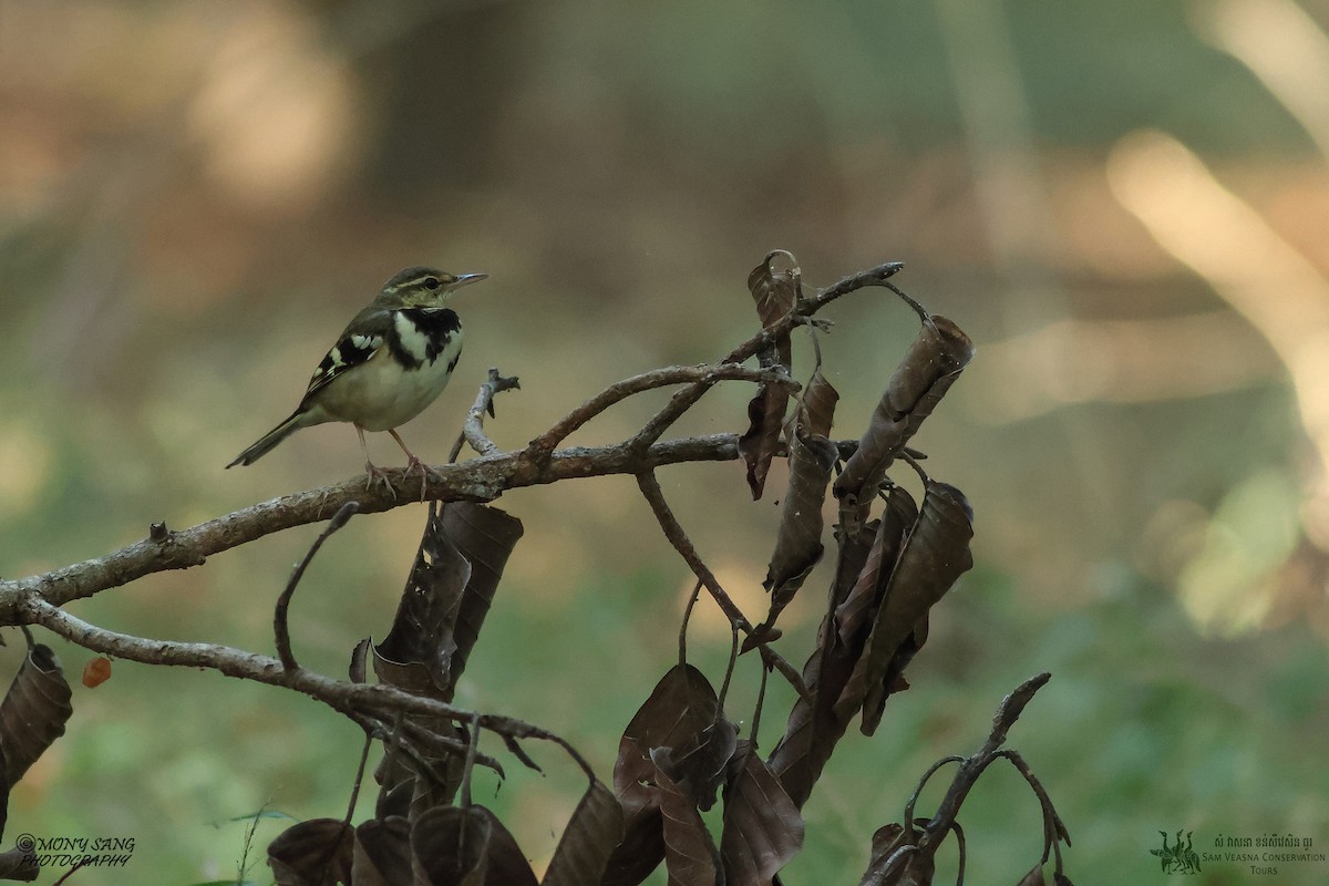 Forest Wagtail - ML614765828