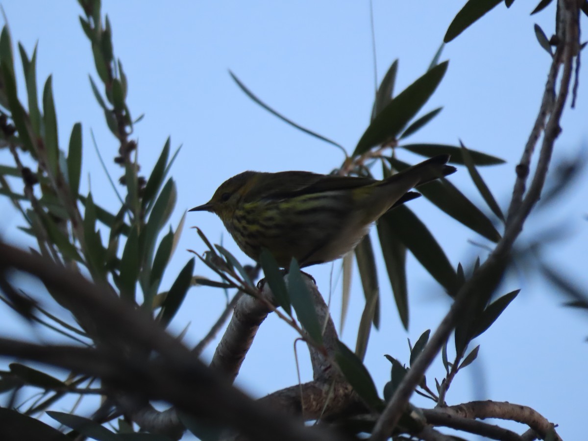 Cape May Warbler - ML614765907