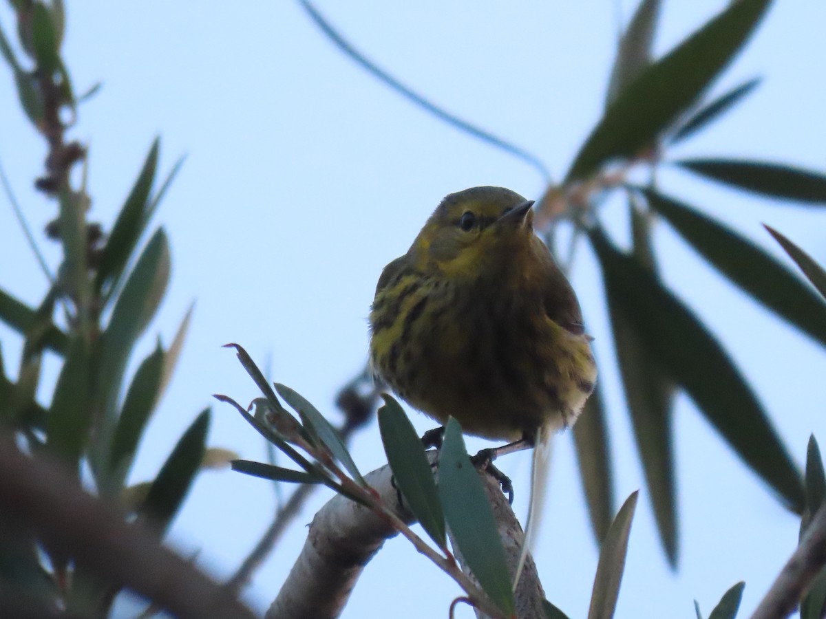 Cape May Warbler - ML614765908