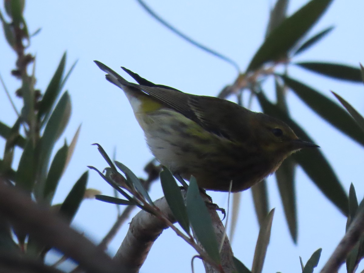 Cape May Warbler - ML614765909