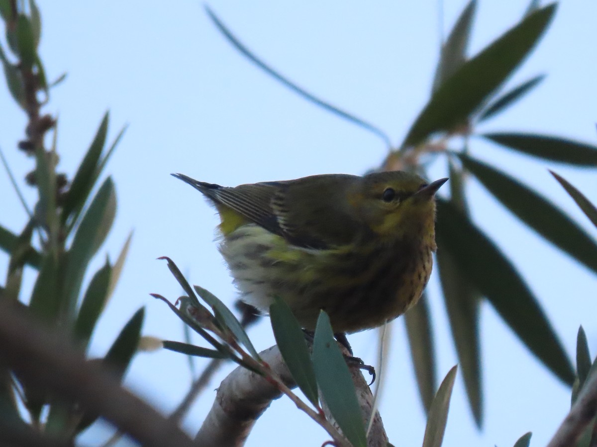 Cape May Warbler - ML614765910