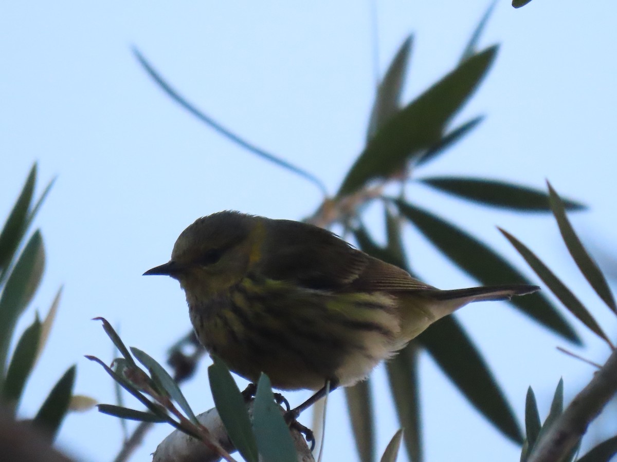 Cape May Warbler - ML614765911