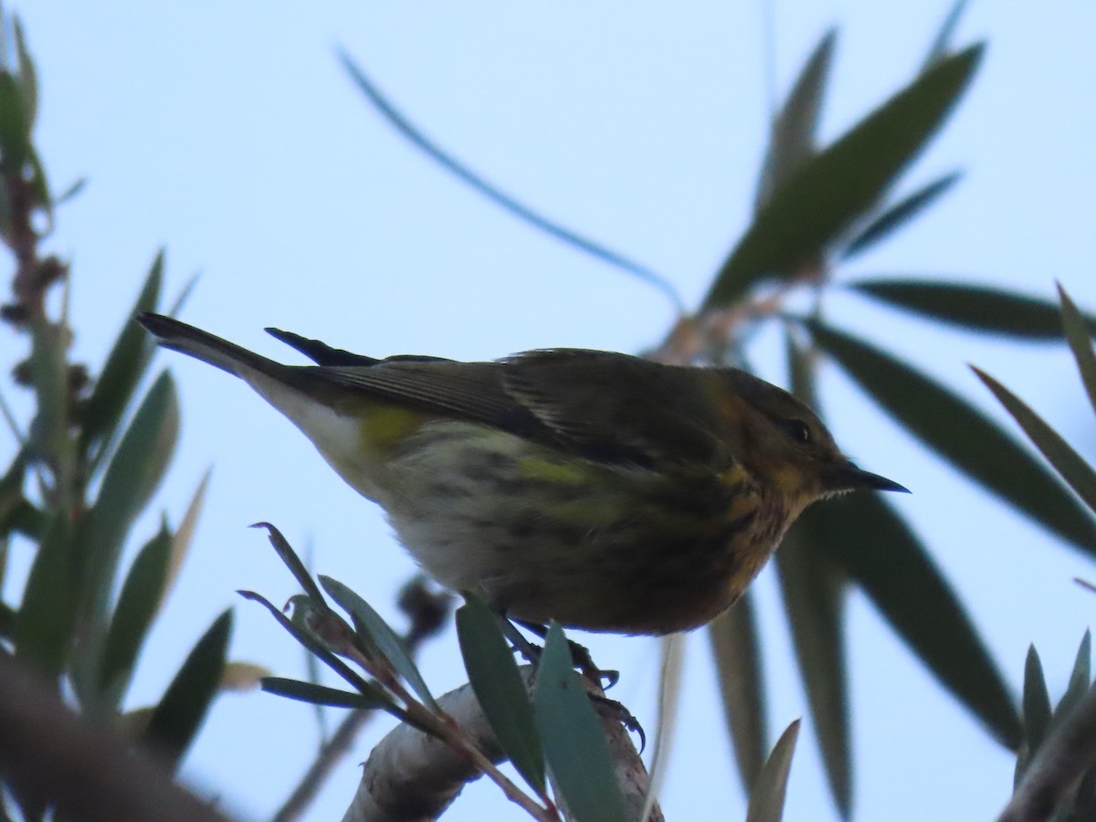 Cape May Warbler - ML614765913