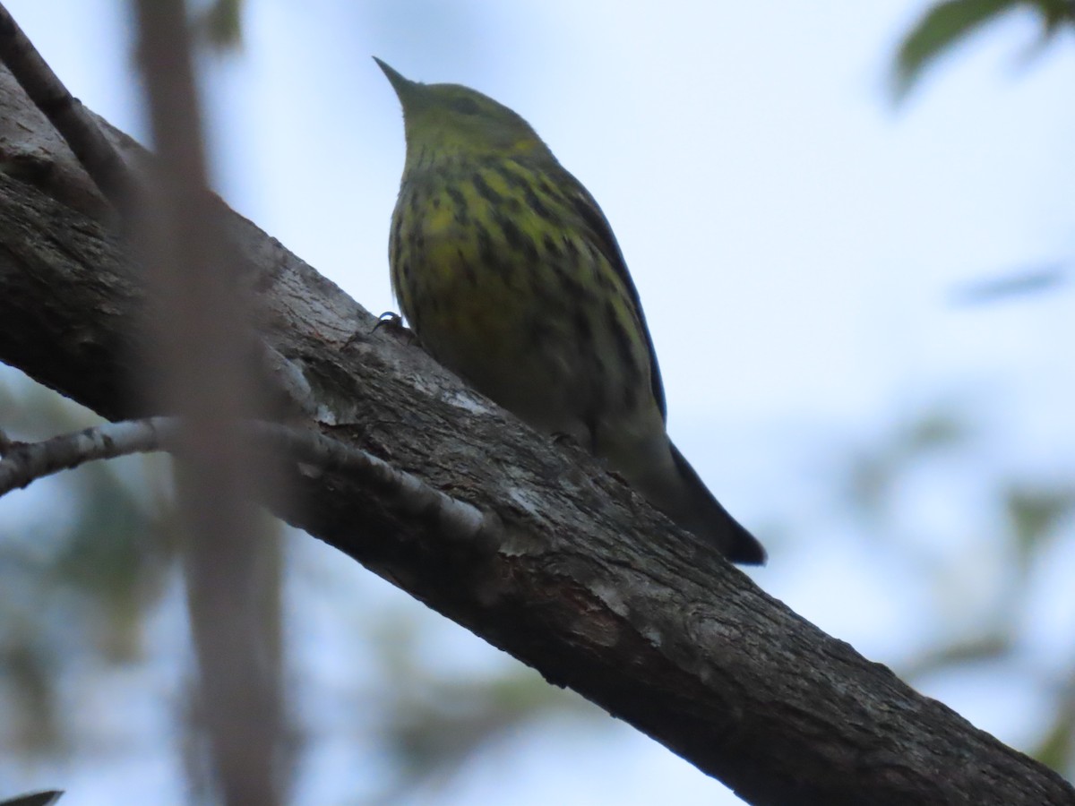 Cape May Warbler - ML614765916