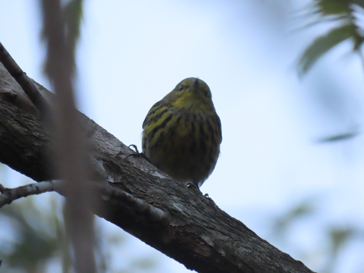 Cape May Warbler - ML614765917