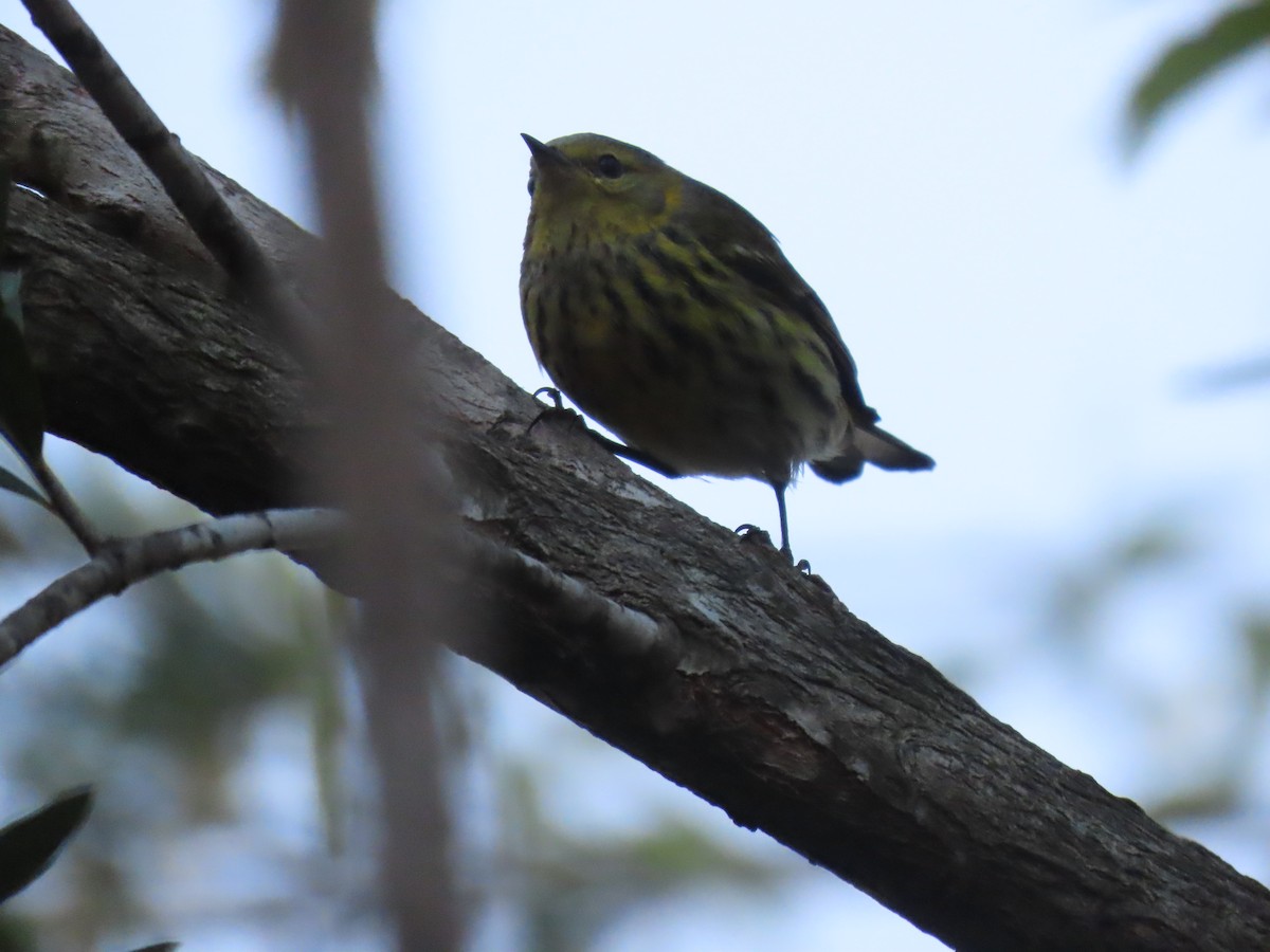 Cape May Warbler - ML614765918