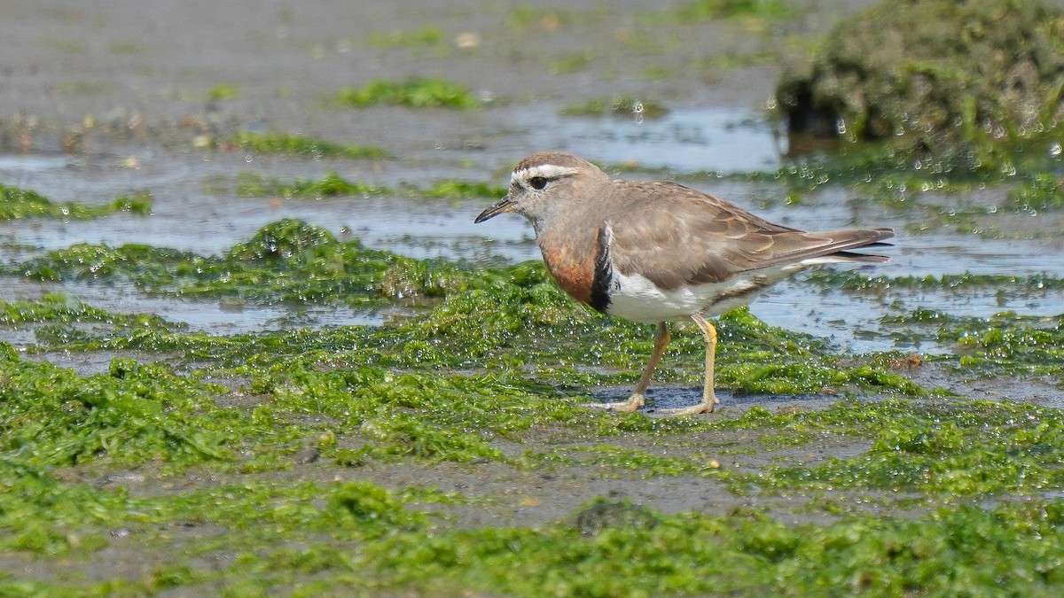 Rufous-chested Dotterel - ML614766093
