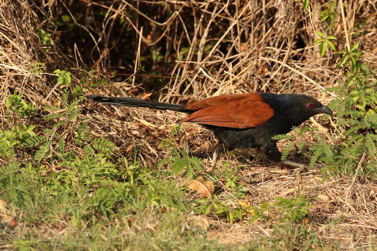 Greater Coucal - ML614766530