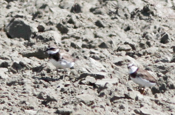 Common Ringed Plover - ML614766653
