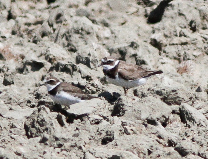 Common Ringed Plover - ML614766654