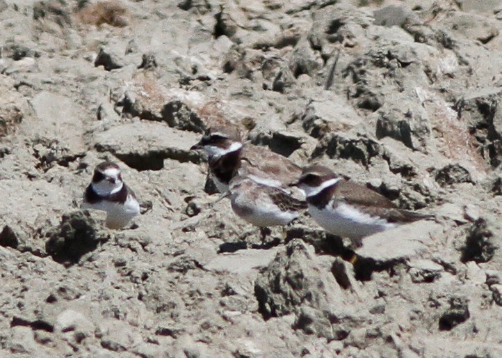 Common Ringed Plover - ML614766655