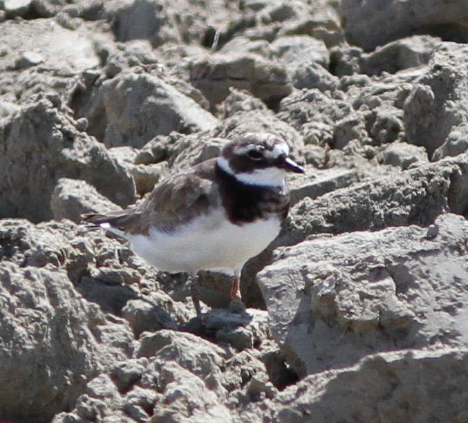 Common Ringed Plover - ML614766656