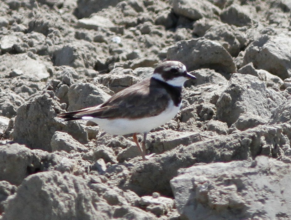 Common Ringed Plover - ML614766657