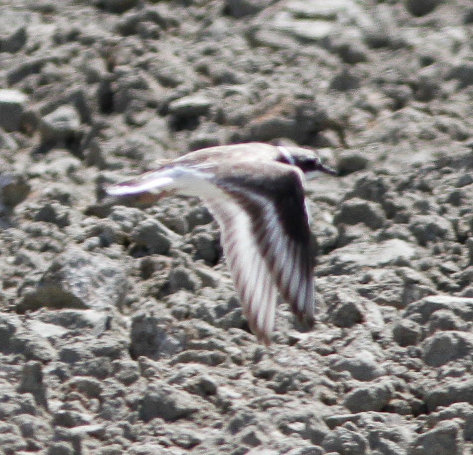 Common Ringed Plover - ML614766658