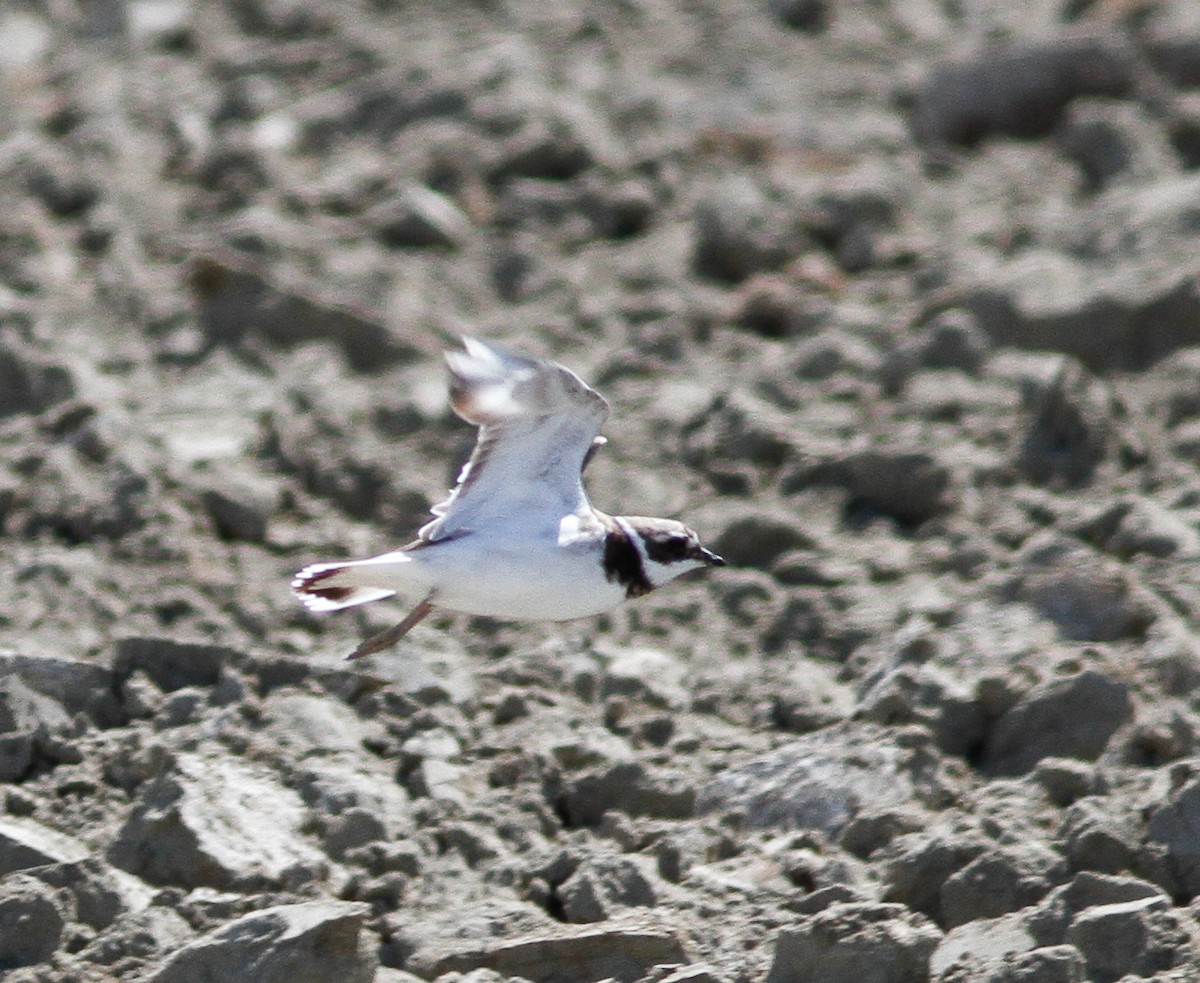 Common Ringed Plover - ML614766659