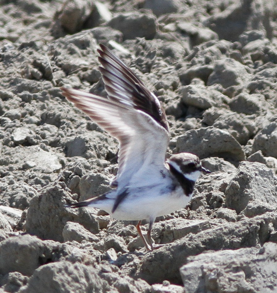 Common Ringed Plover - ML614766662