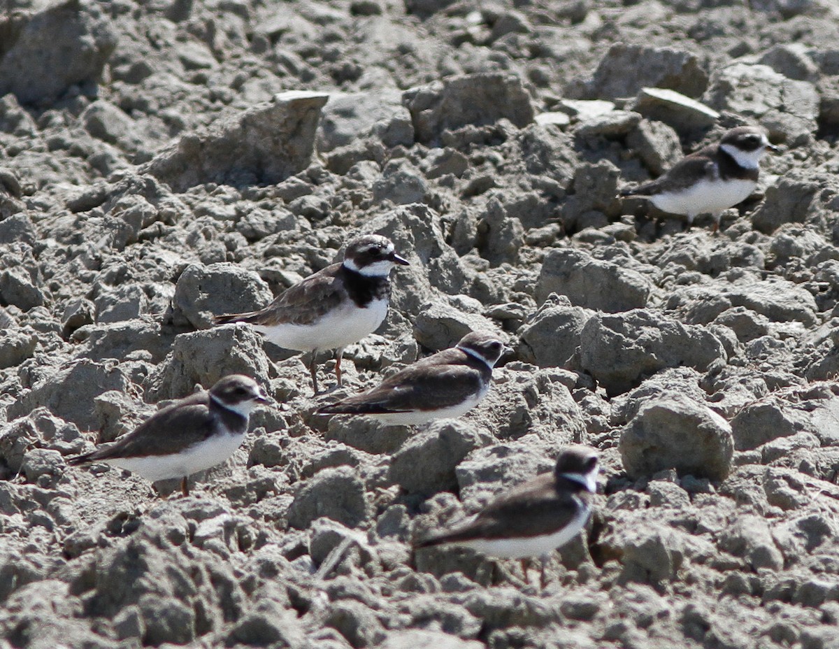 Common Ringed Plover - ML614766663