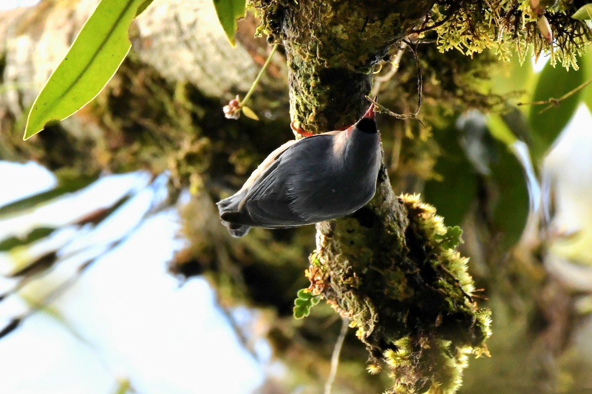 Velvet-fronted Nuthatch - ML614766713
