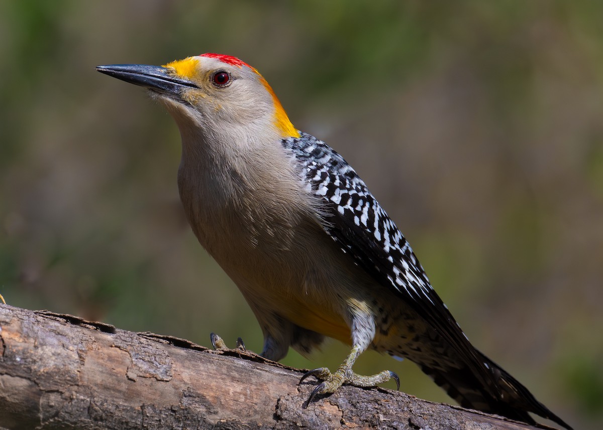 Golden-fronted Woodpecker - ML614766813