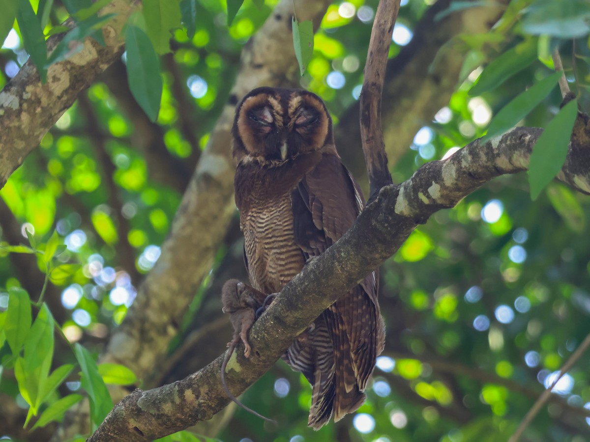 Brown Wood-Owl - Pachara Promnopwong