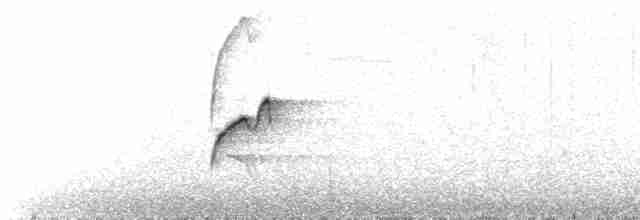 Batı Amerika Sinekkapanı (occidentalis/hellmayri) - ML614767416