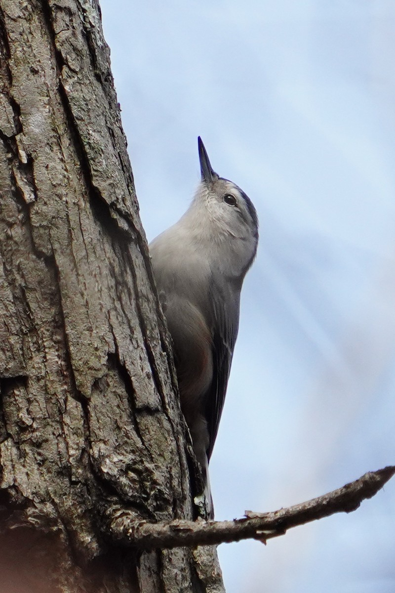 White-breasted Nuthatch - ML614767451