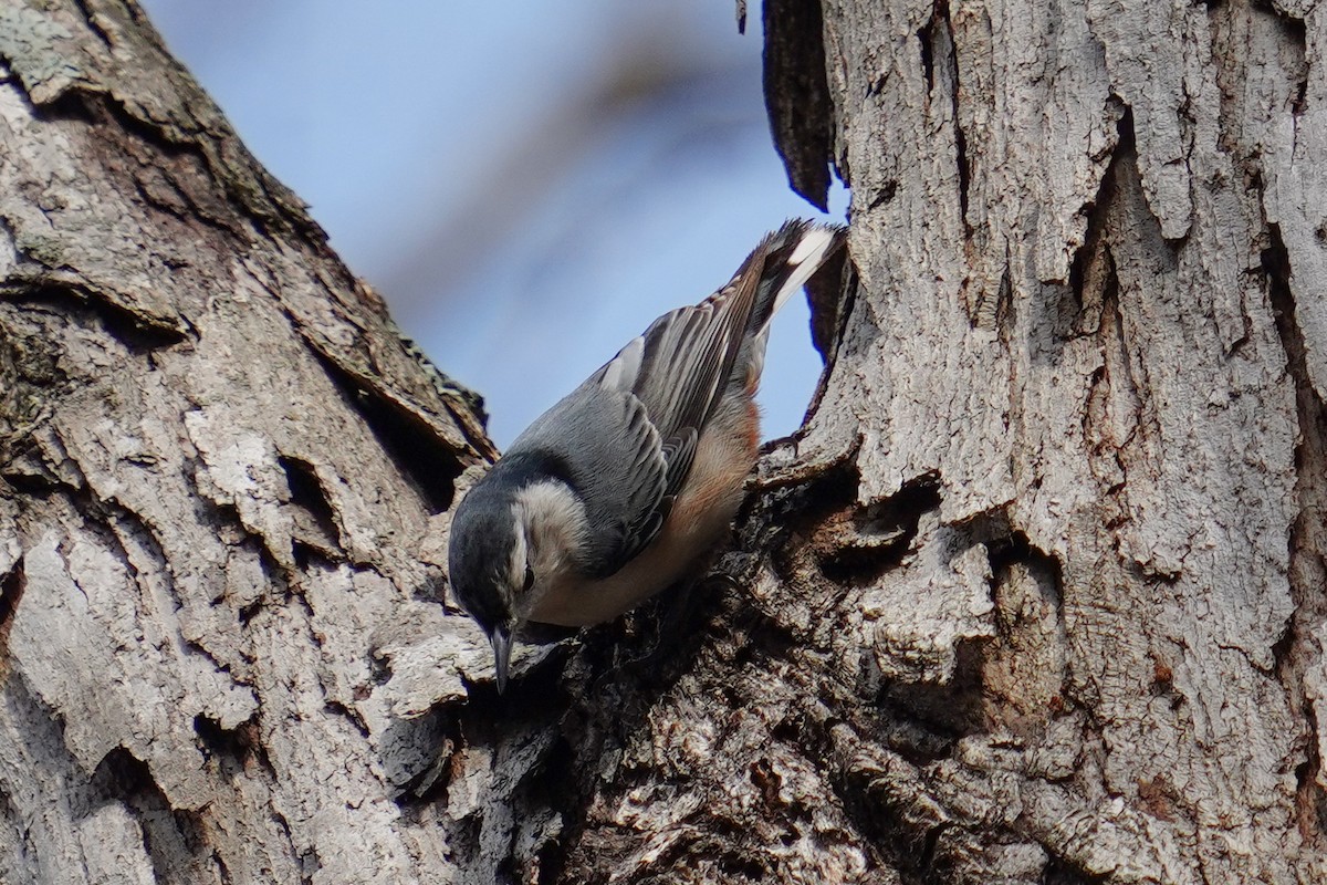 White-breasted Nuthatch - ML614767452