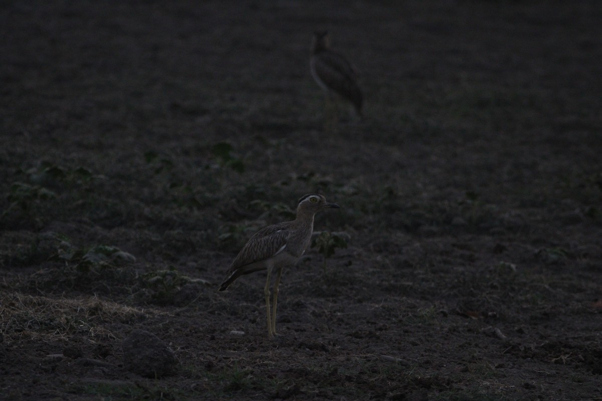 Double-striped Thick-knee - ML614768105