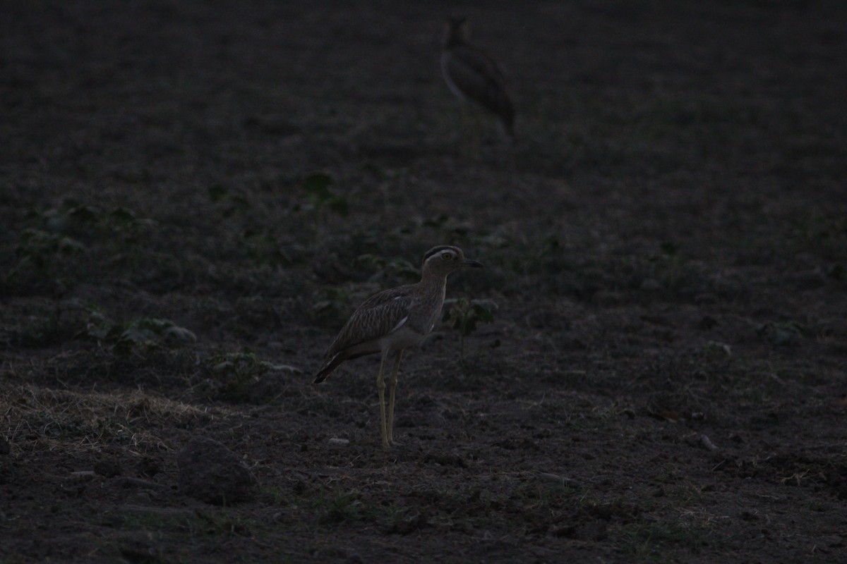 Double-striped Thick-knee - ML614768108