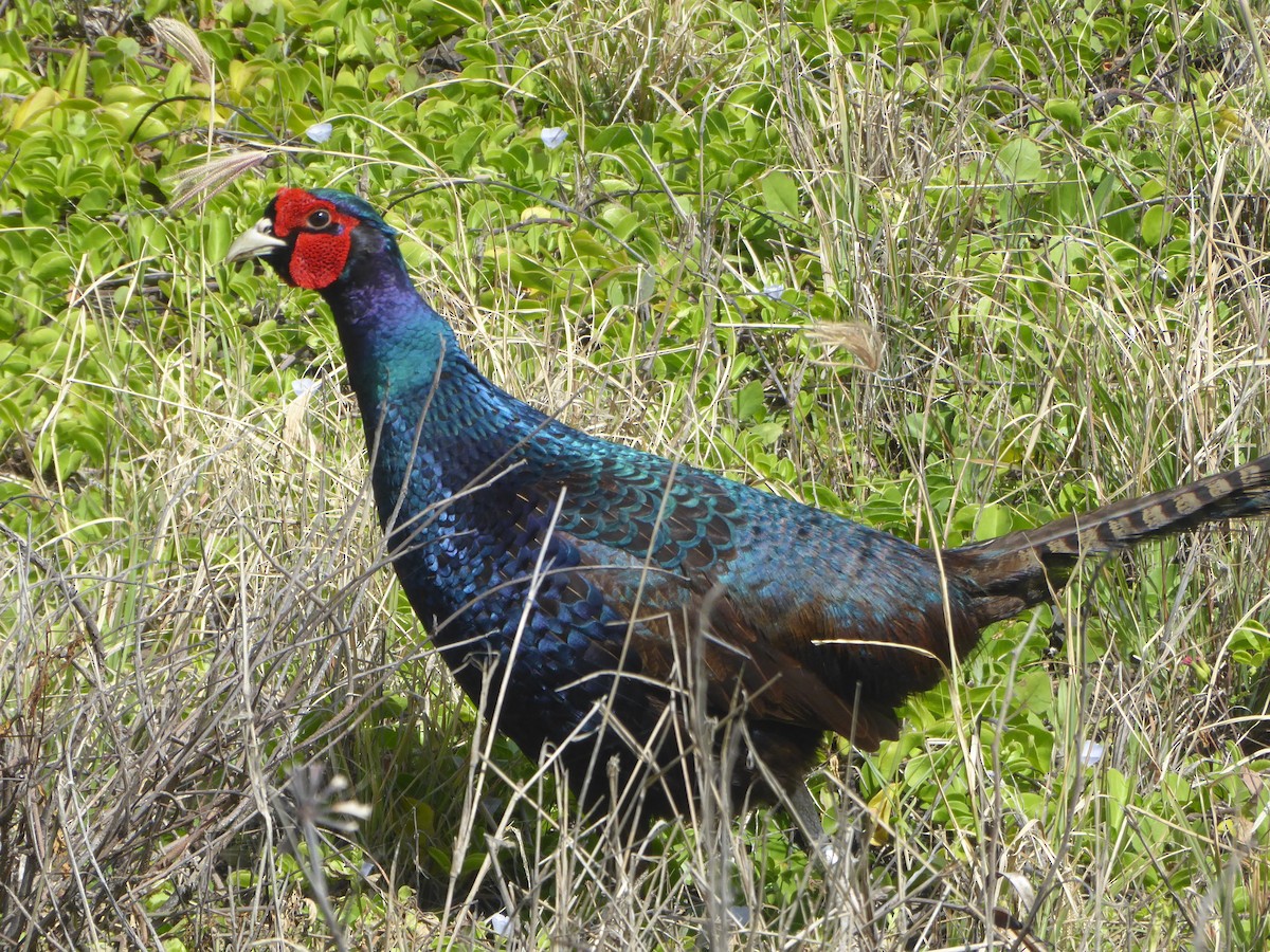 Ring-necked Pheasant (Domestic type) - ML614768143