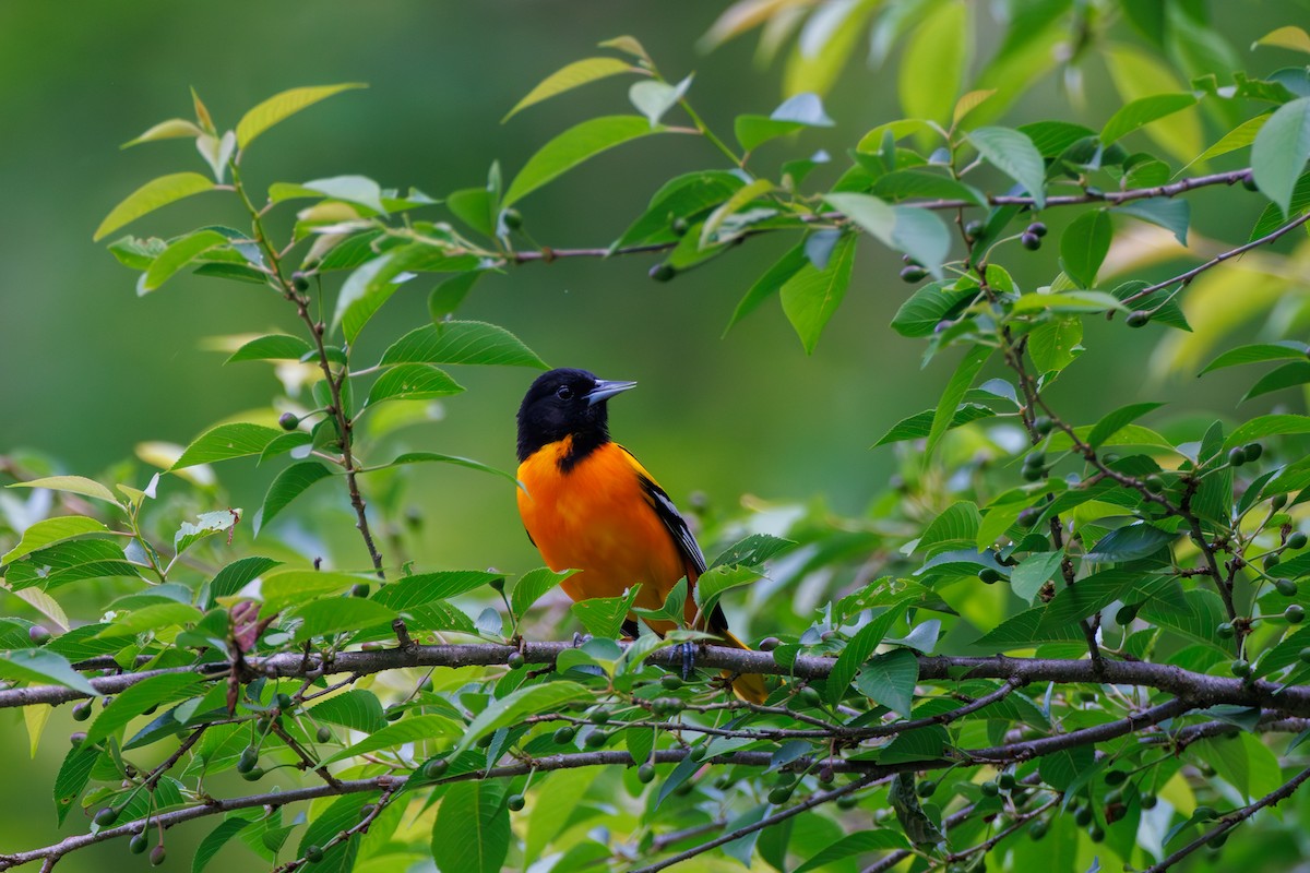 Baltimore Oriole - Chris Kennelly