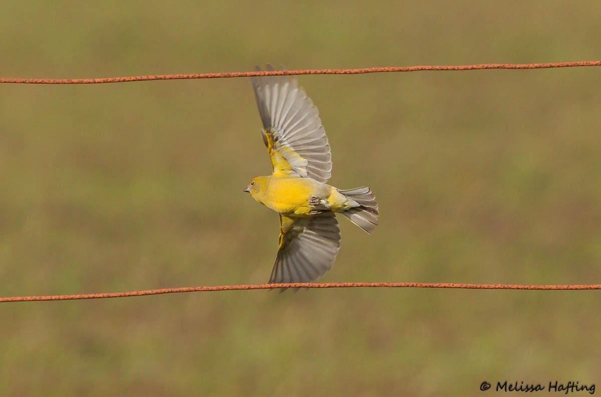 Patagonian Yellow-Finch - ML614768264