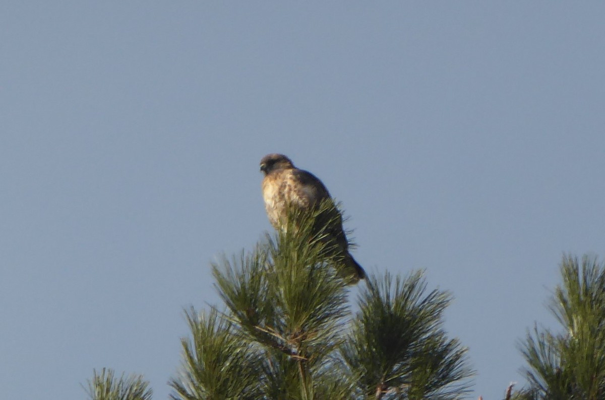 Red-tailed Hawk - ML614768757