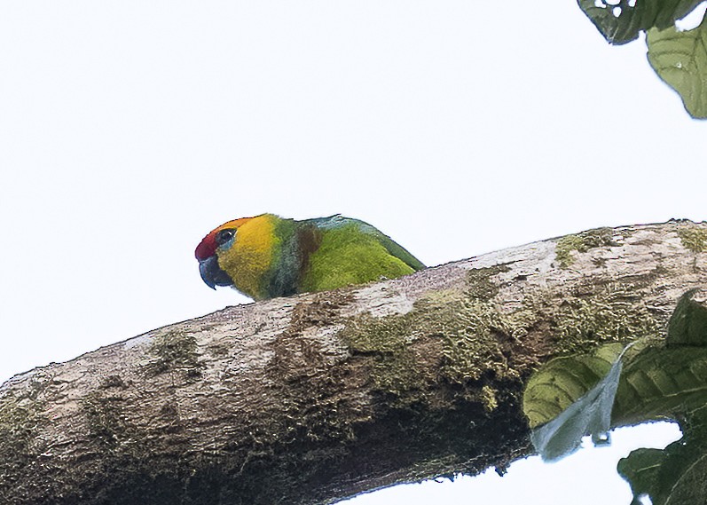 Large Fig-Parrot - ML614768981