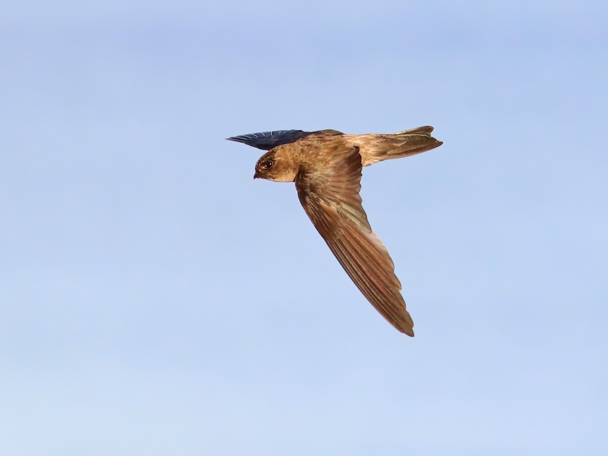 Uniform Swiftlet - Aerodramus vanikorensis - Birds of the World