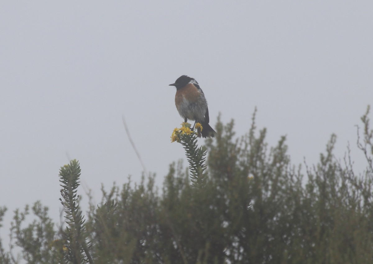 African Stonechat - ML614769081