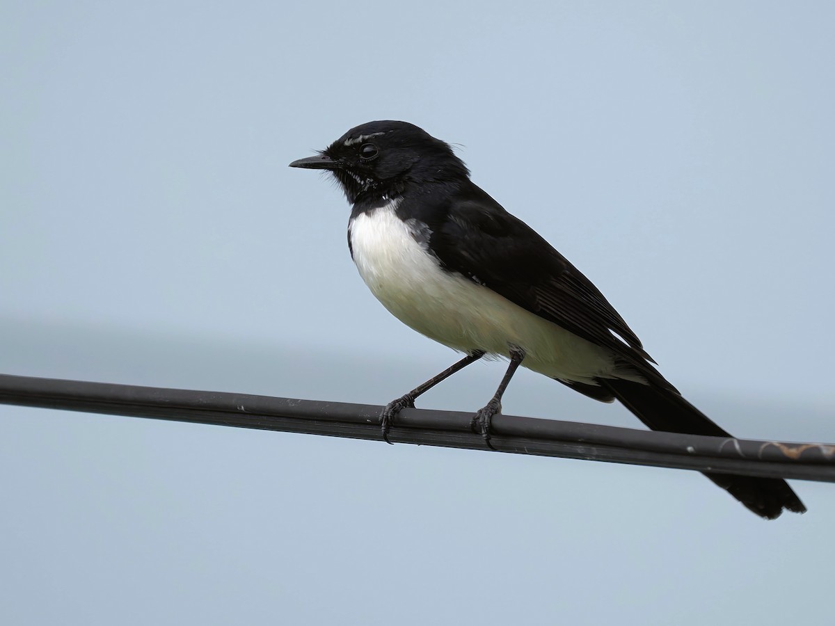 Willie-wagtail - ML614769170