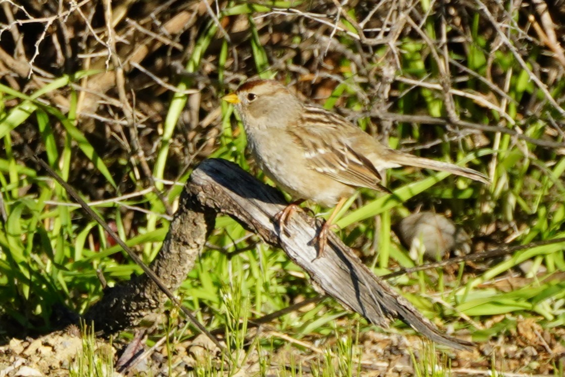 White-crowned Sparrow - ML614769179