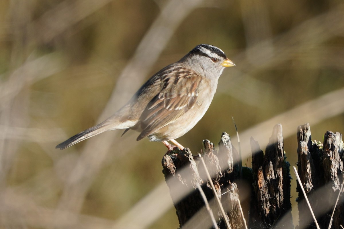 White-crowned Sparrow - ML614769181