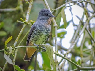  - Buff-throated Purpletuft