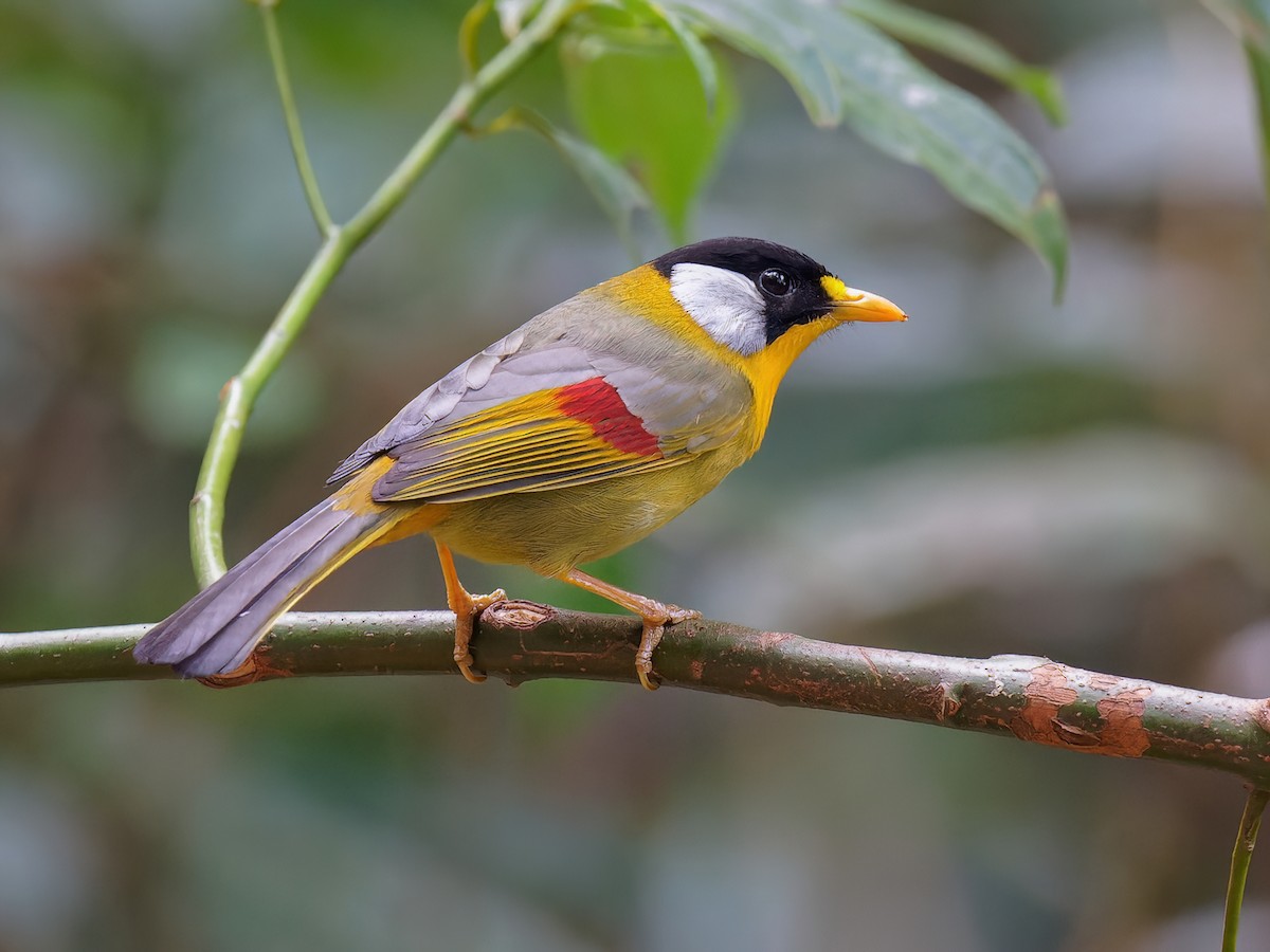 Silver-eared Mesia - Leiothrix argentauris - Birds of the World